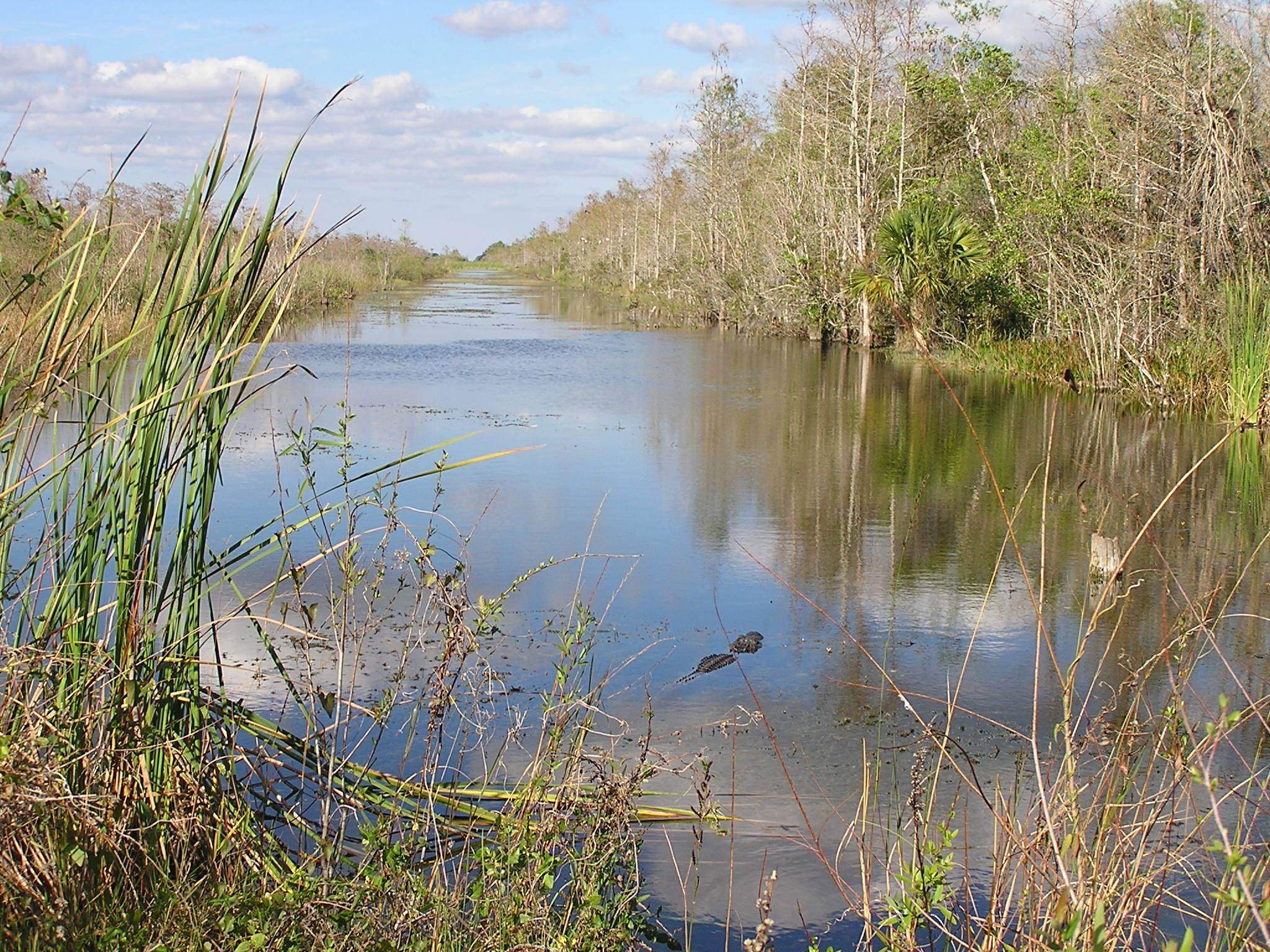 Canal with alligator in the foreground and vegetation along both sides