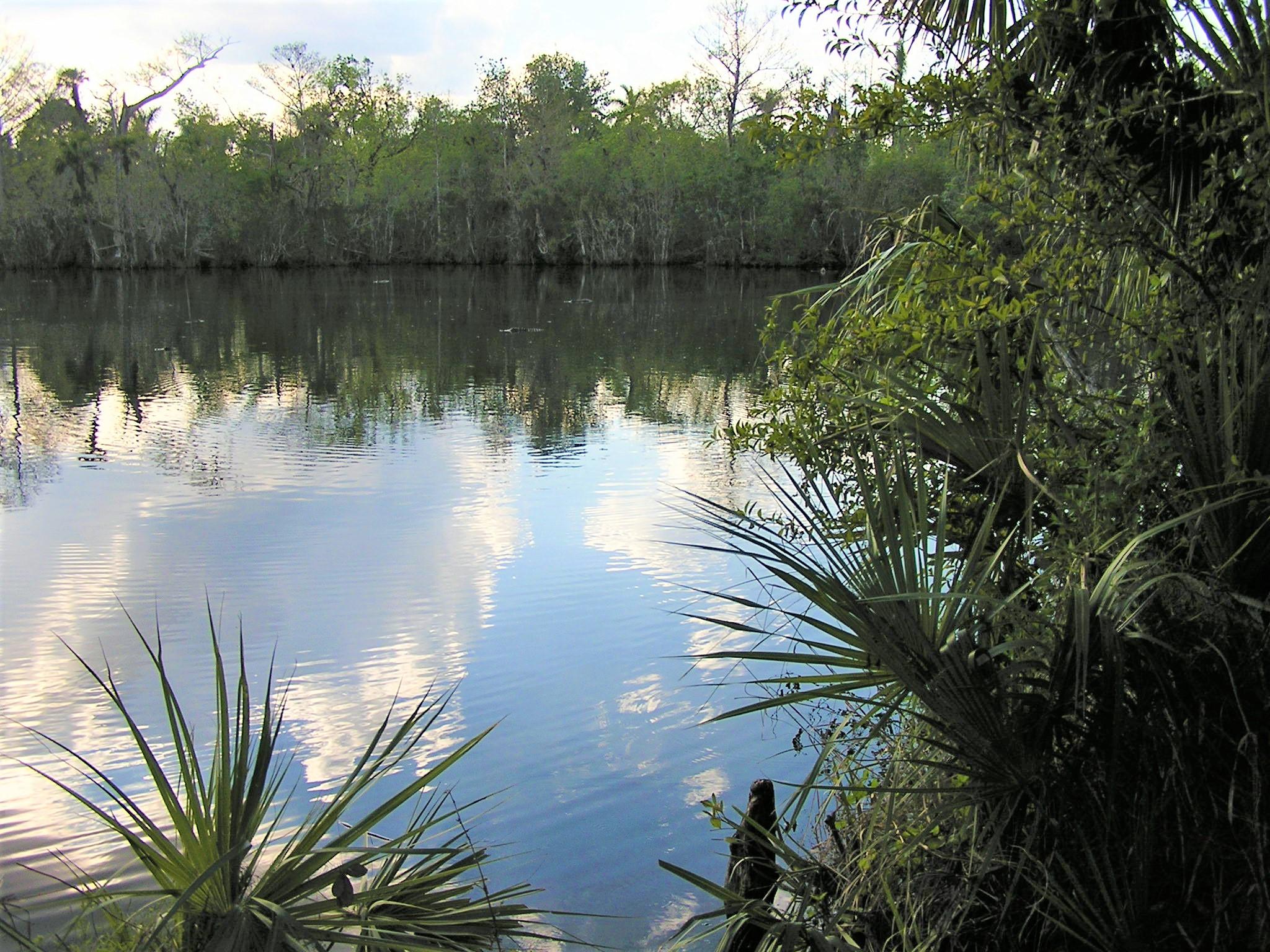 Lake surrounded by plants