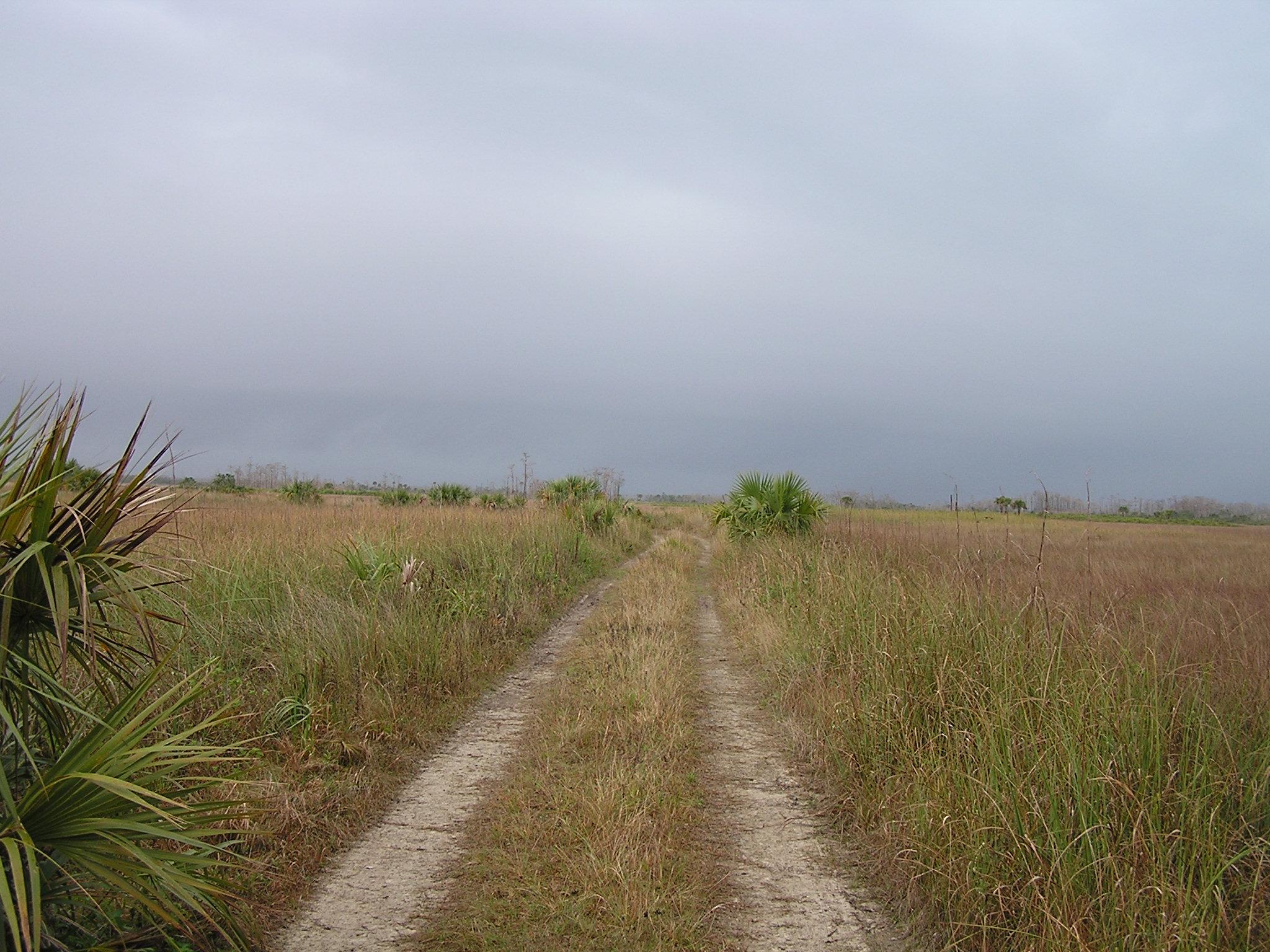 Trail running through sawgrass prairie with thunderstorm clouds in the distance