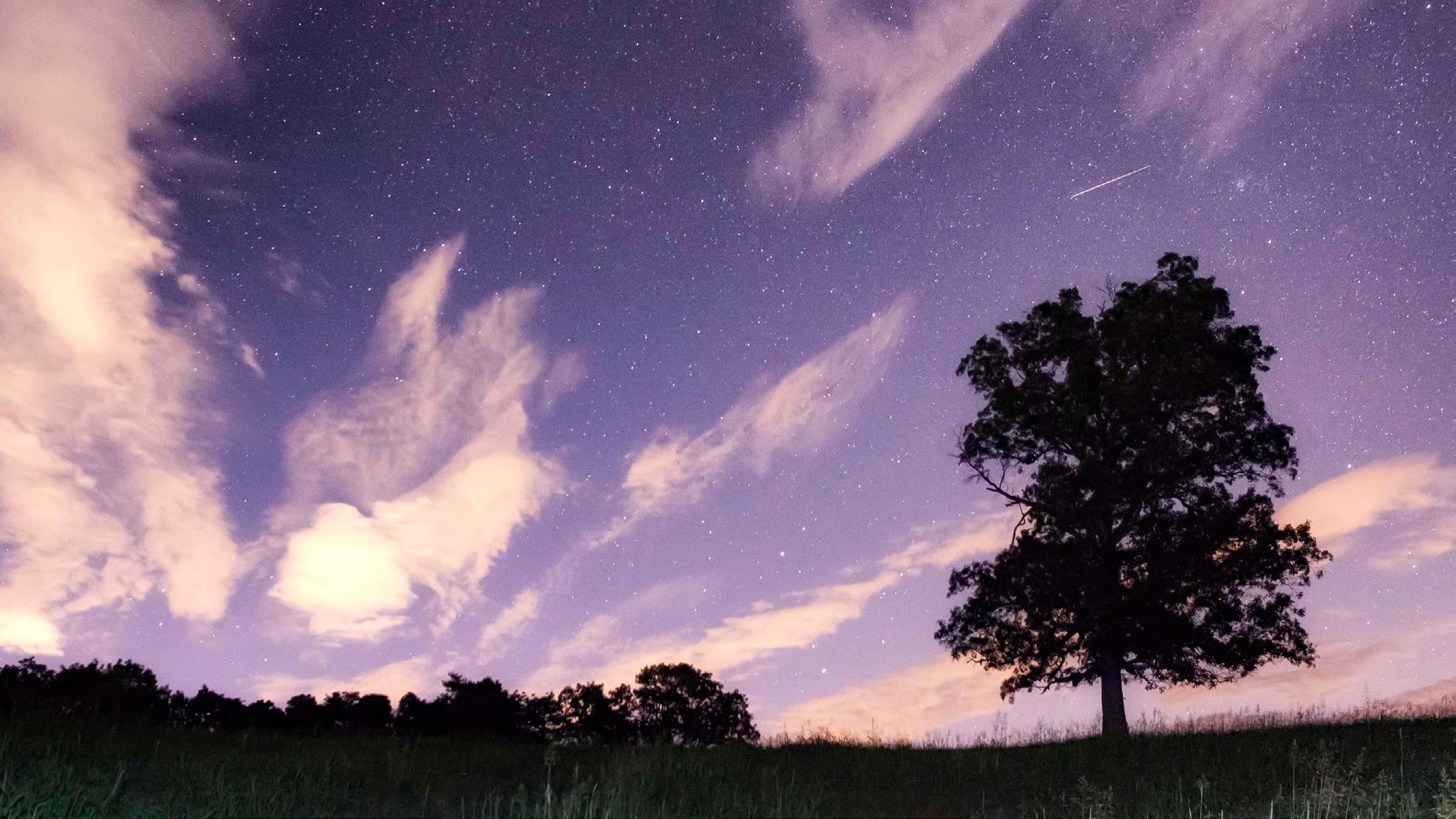 Silhouette of a tall tree underneath a night sky with sparkling stars and whispy clouds.