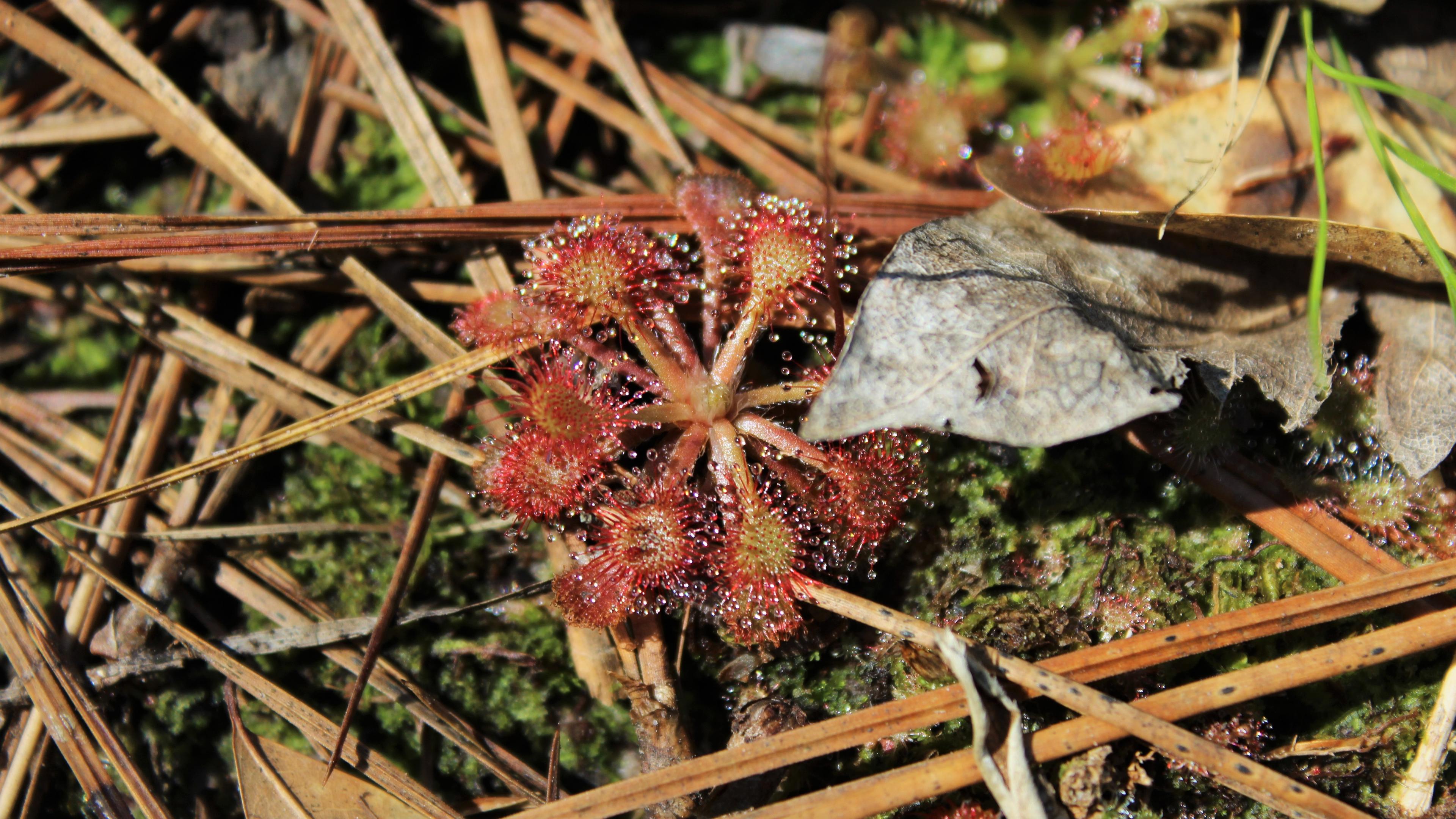 close up of a reddish sundew plant