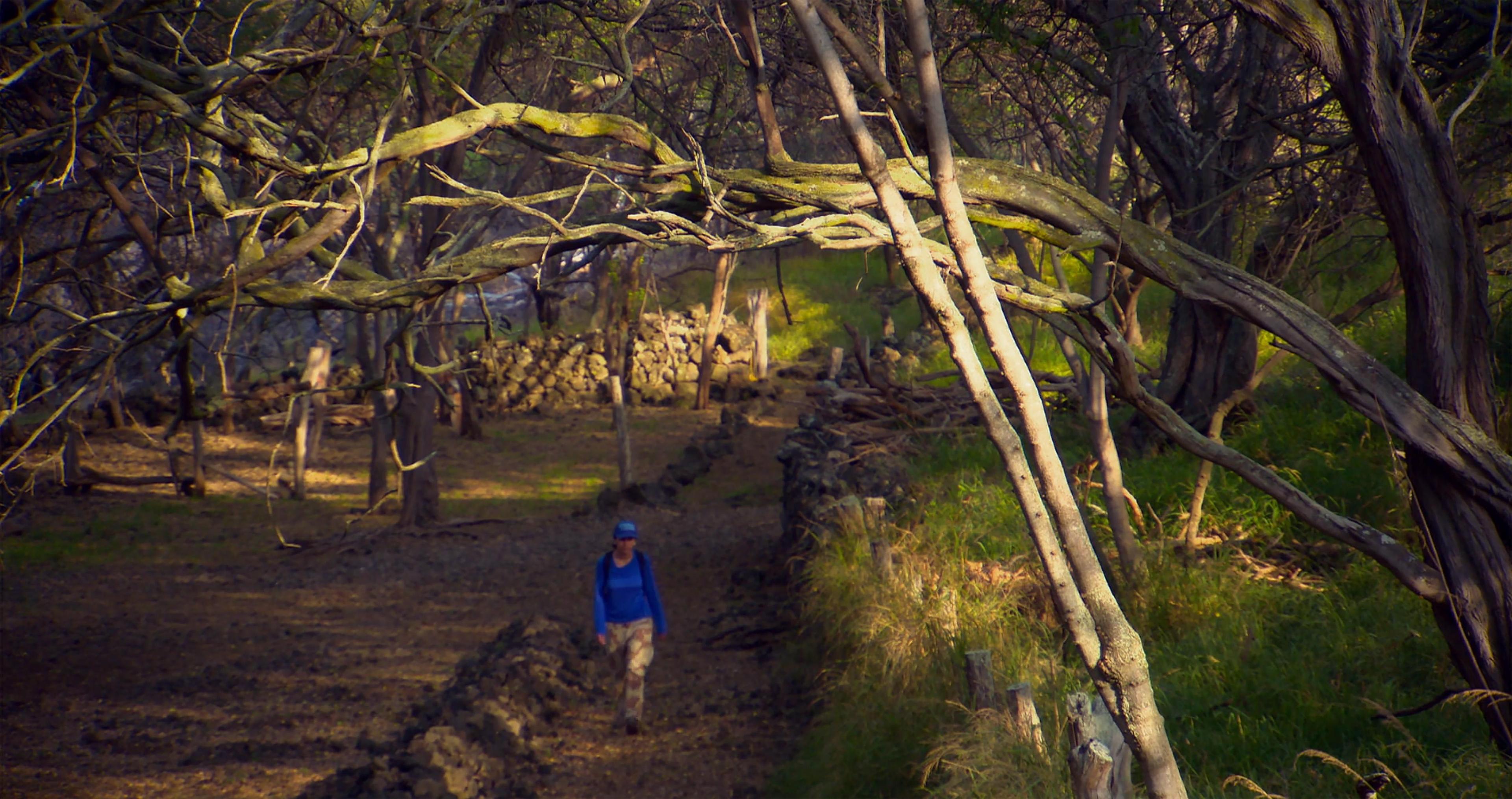 Photograph of woman walking along a segment of trail underneath a shaded tree canopy