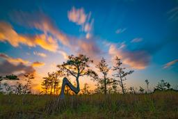 A sunset creates a silhouette of a cypress tree with needle-like leaves that is shaped like an 'N'.