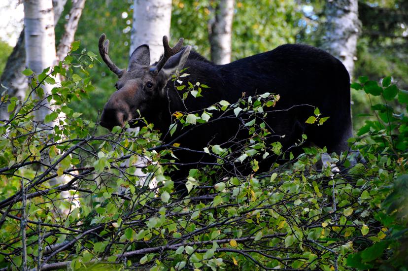 Isle Royale National Park