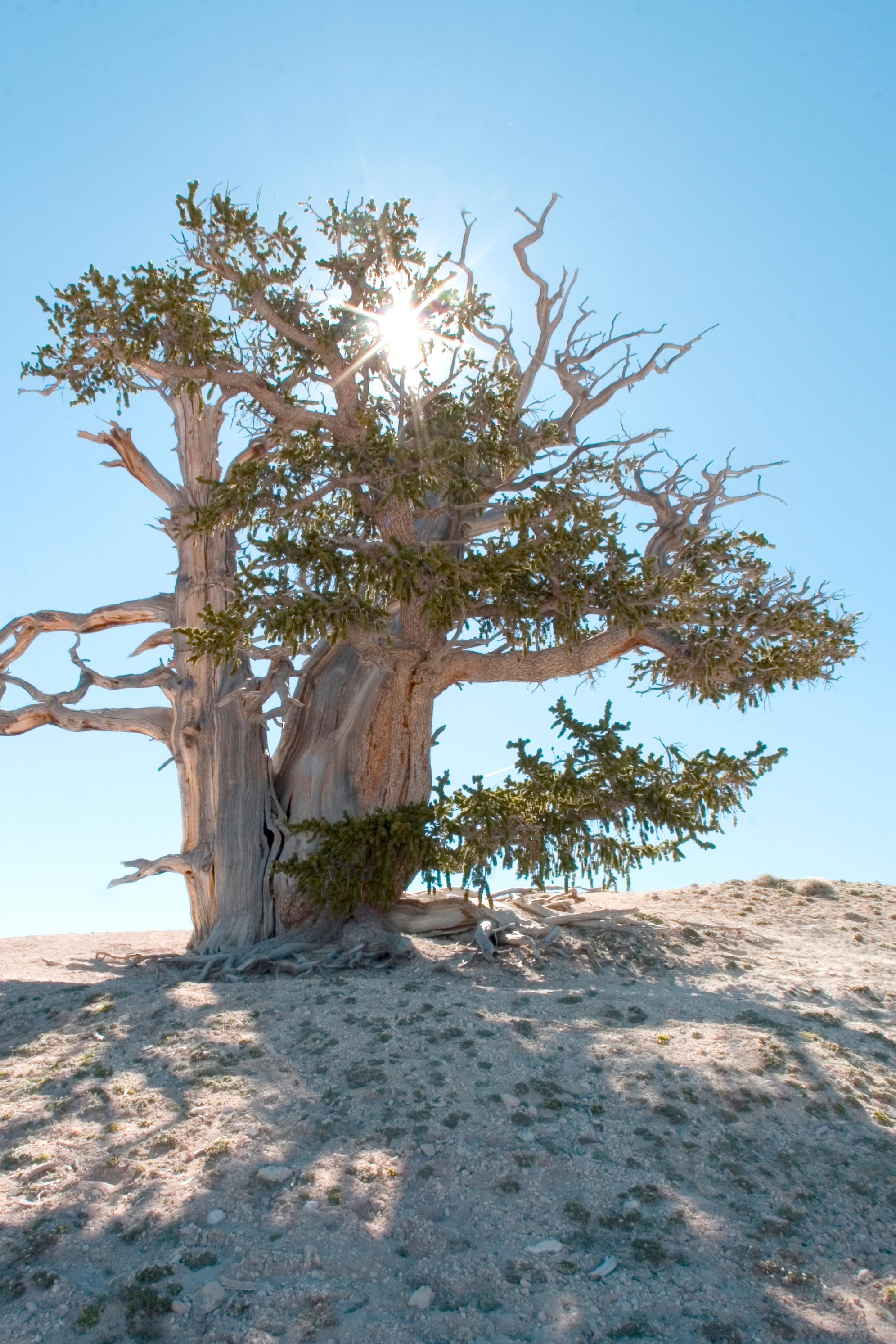 Ancient Bristle-cone pine with sun shining through the branches.