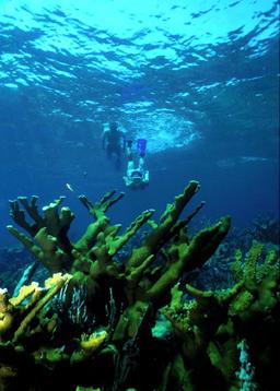 Coral reef with two snorkelers diving below the surface