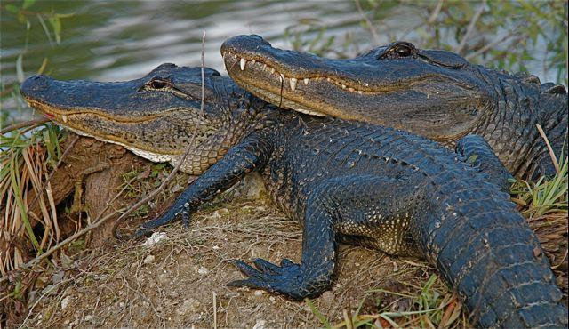 Two Alligators rest on a river bank