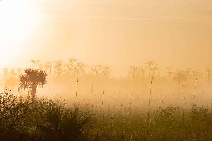 palm trees emerge out of the fog in an orange sunrise