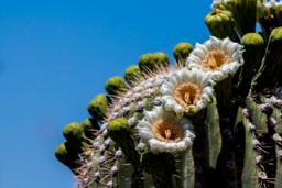 Saguaro flowers