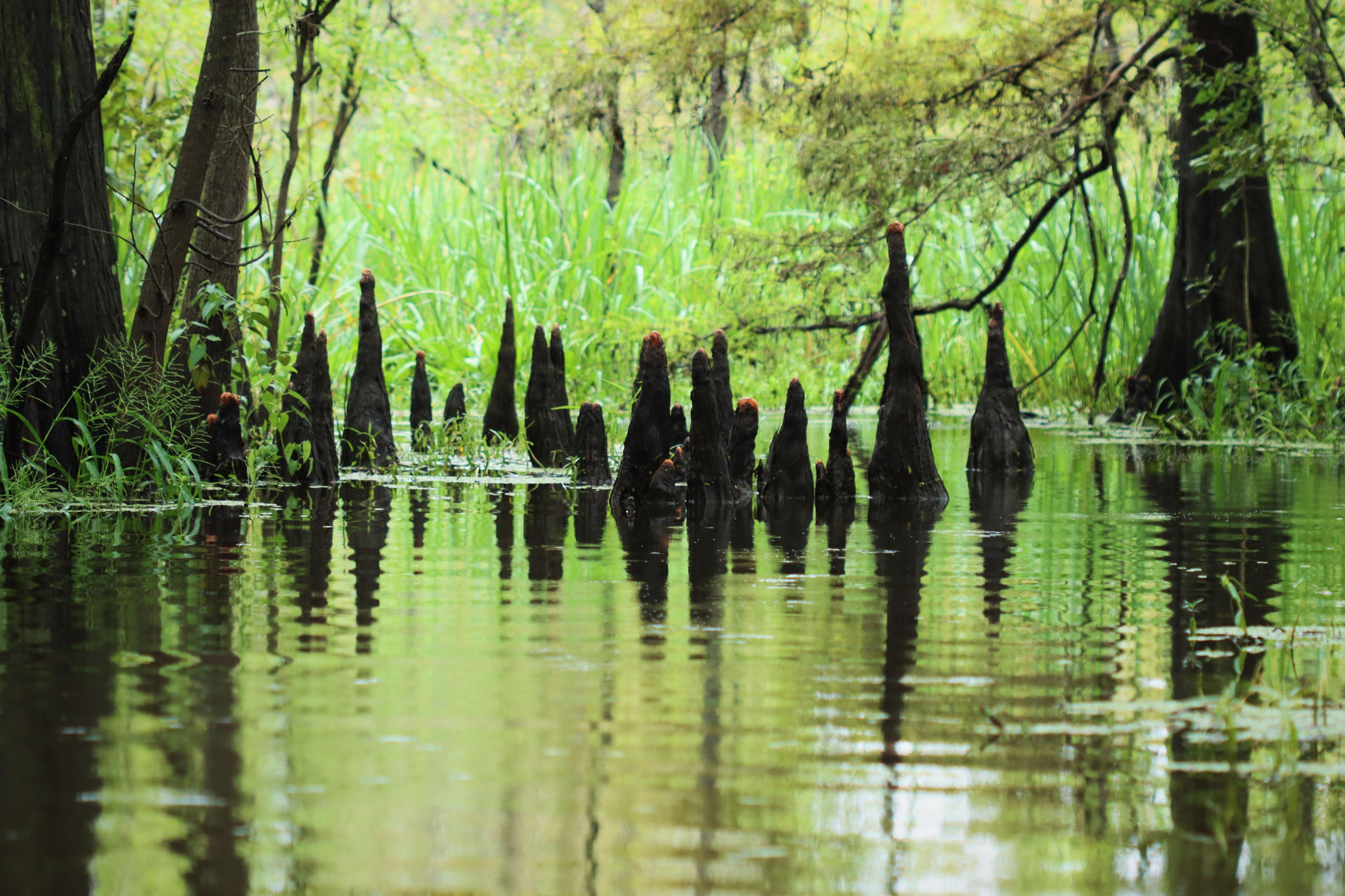 Shadowy-looking cypress knees and their reflections in still water.