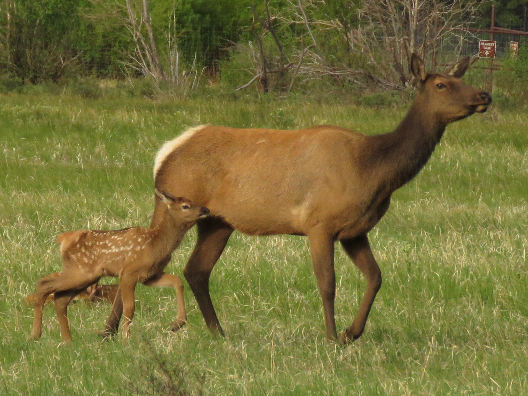 Elk cow with young calf in a lush, green meadow