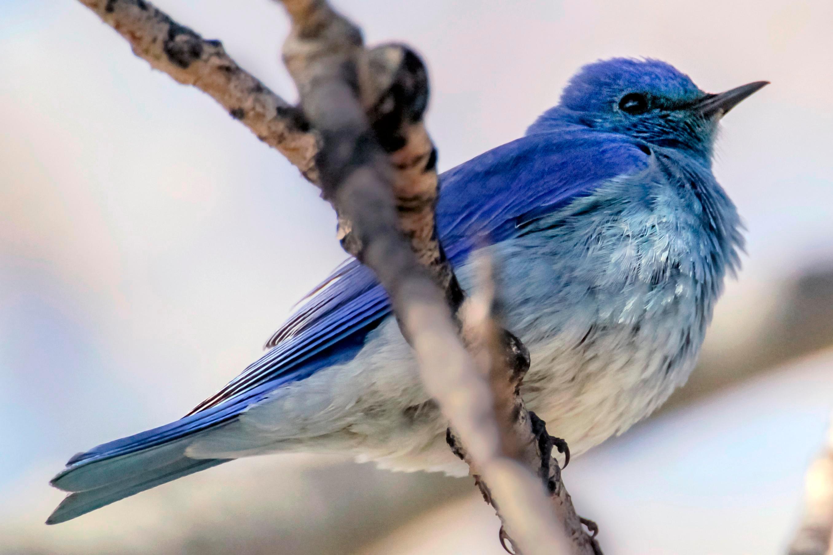 Mountain bluebird perched on a tree branch